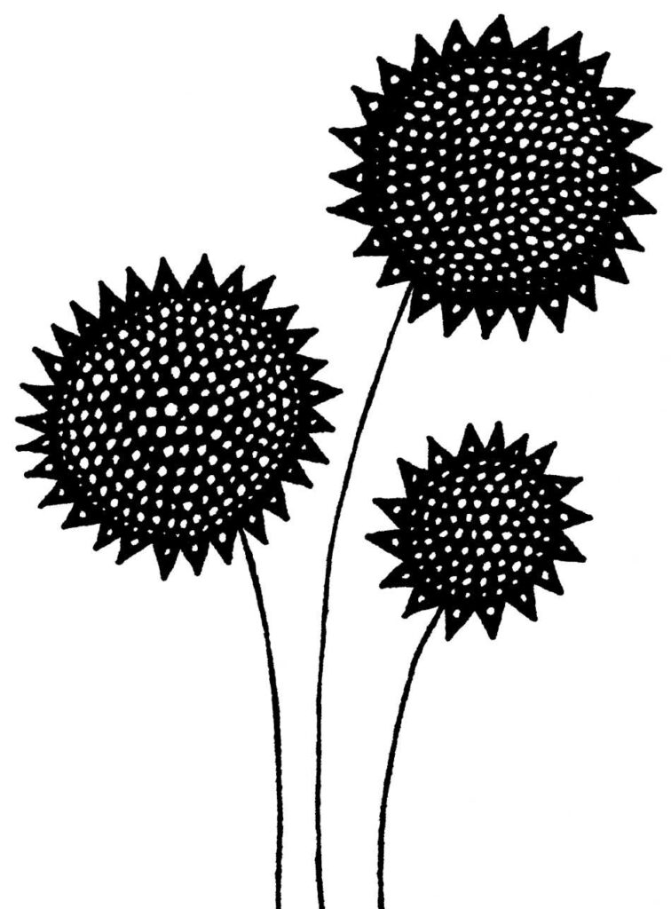 SUNFLOWERS